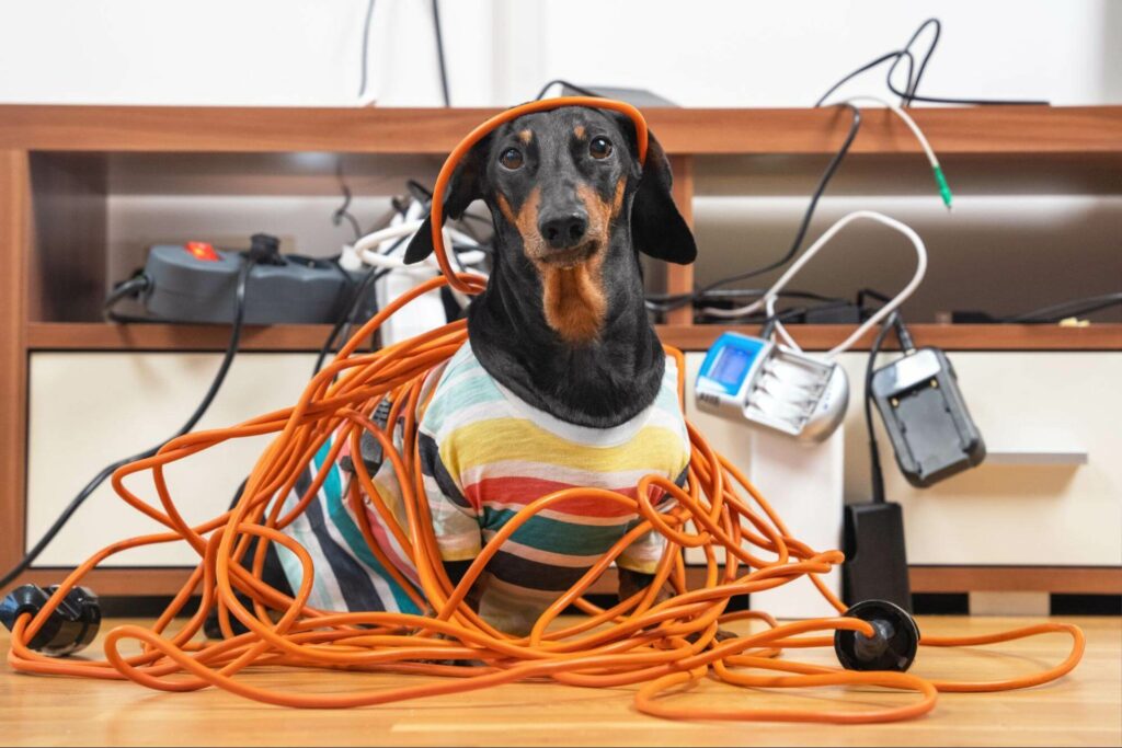A mischievous dachshund has made a mess of electronic cords that were not correctly stored. Learn how you can keep cords away from your puppy here.