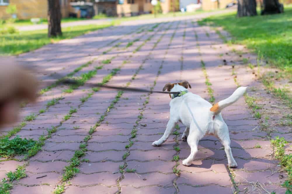 A small dog pulls his owner after seeing something that caught his attention. Leash pulling is not a fun experience for pet owners. Read how to stop it here.
