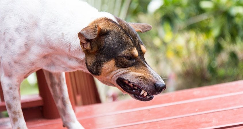 A dog shows sign of aggressive anti-social behavior