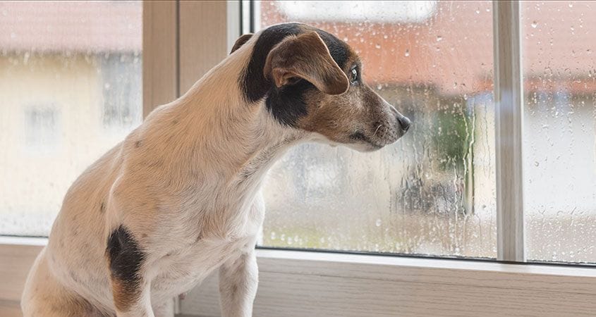 a dog looks out the window watching a storm