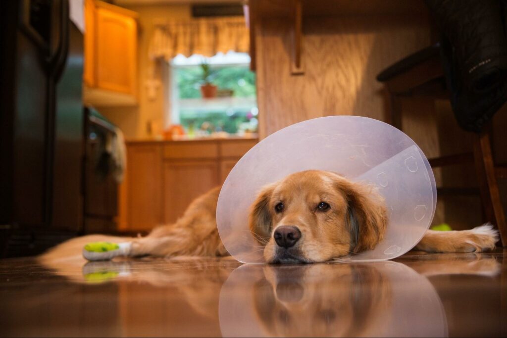 A dog with an injured paw must wear a cone to prevent him from biting. The cone allows the injury to properly heal properly. Read here for ideas on other items to include.
