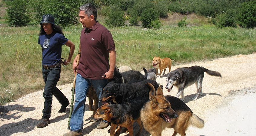 Cesar Milan walks a pack of dogs during a training exercise