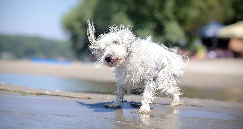 a dog shakes off water after a swim at the beach