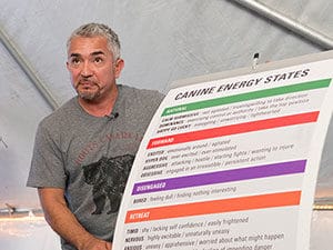 Cesar with canine energy states list