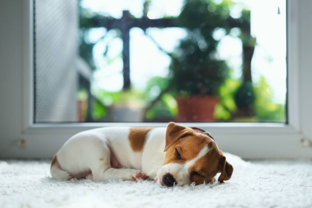After a short walk and some playtime, this cute puppy takes a much deserved nap. Giving your pup plenty of rest is vital for their growth and development.