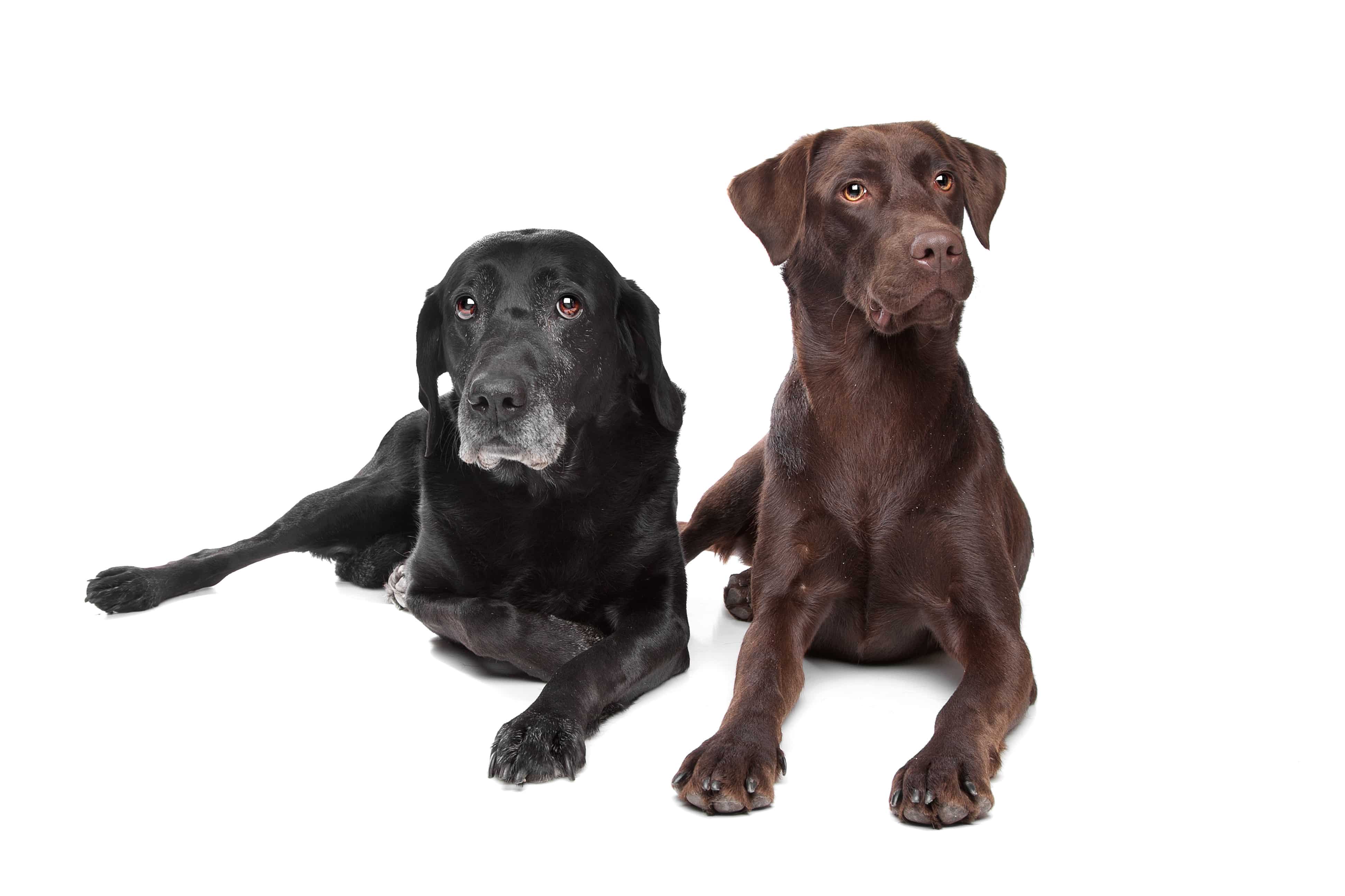 black and brown Labrador Retriever in front of a white background
