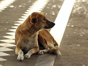 dog alone on road | what to do if dog goes missing