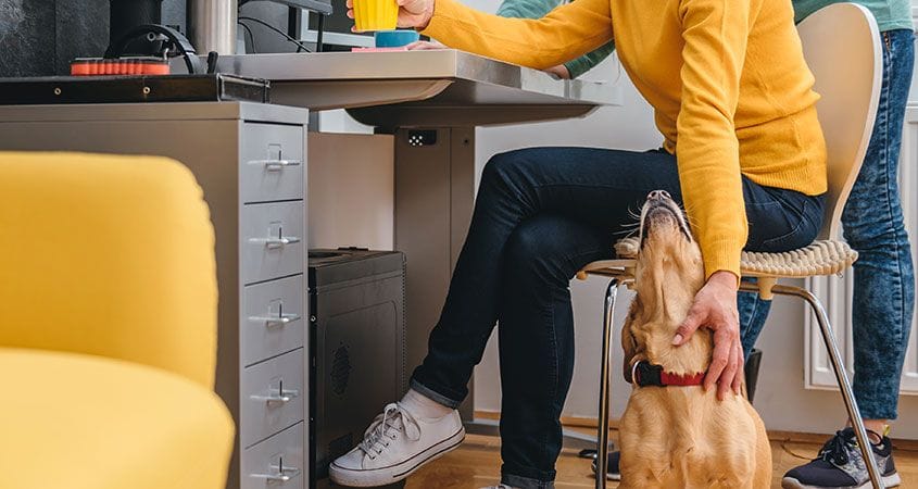 a dog sits with his owner at work