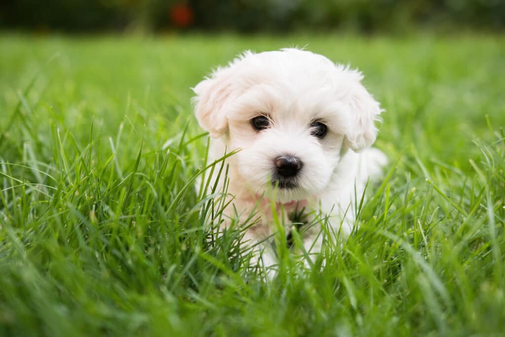 A cute maltese puppy runs through the grass.