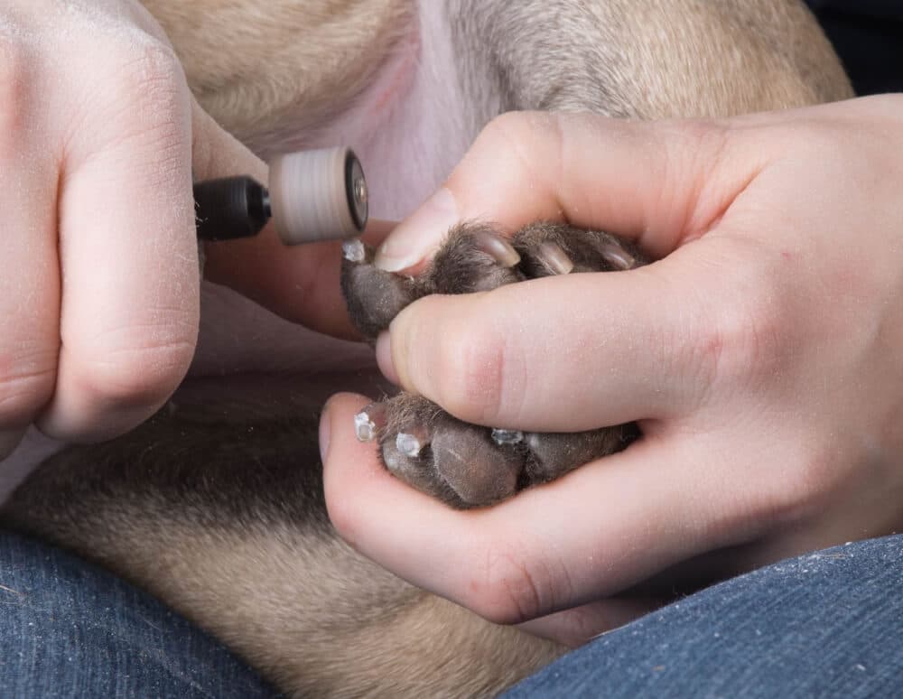 In this picture, the owner of a small dog chooses to use a grinder tool to trim her furry friend’s nails. The grinder will gently file the nail down to a shorter length.