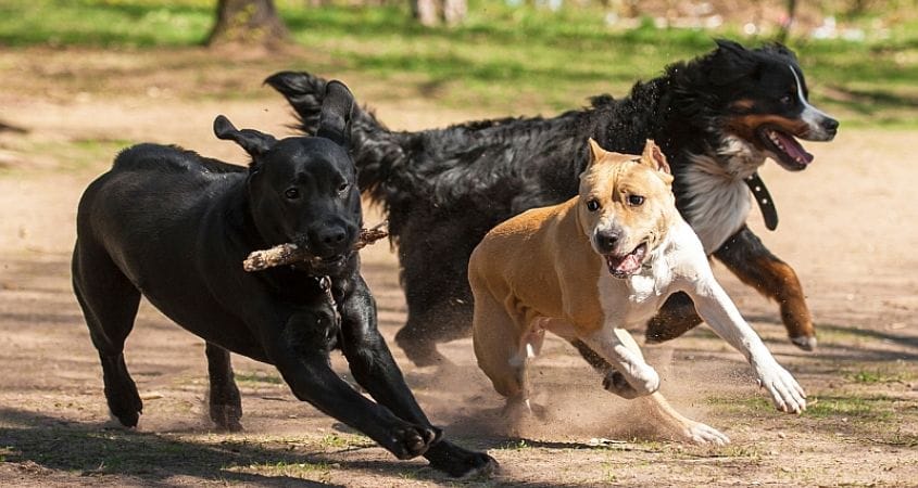A pack of dogs play with a stick