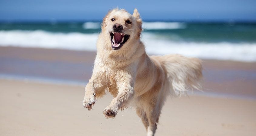 a dog plays fetch on the beach.