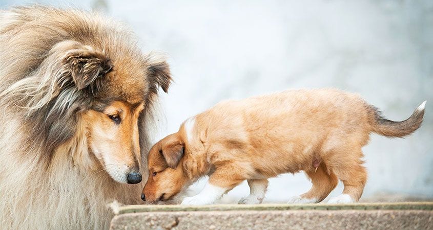 a mom dog teaches her puppy