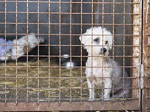 dog in cage at shelter
