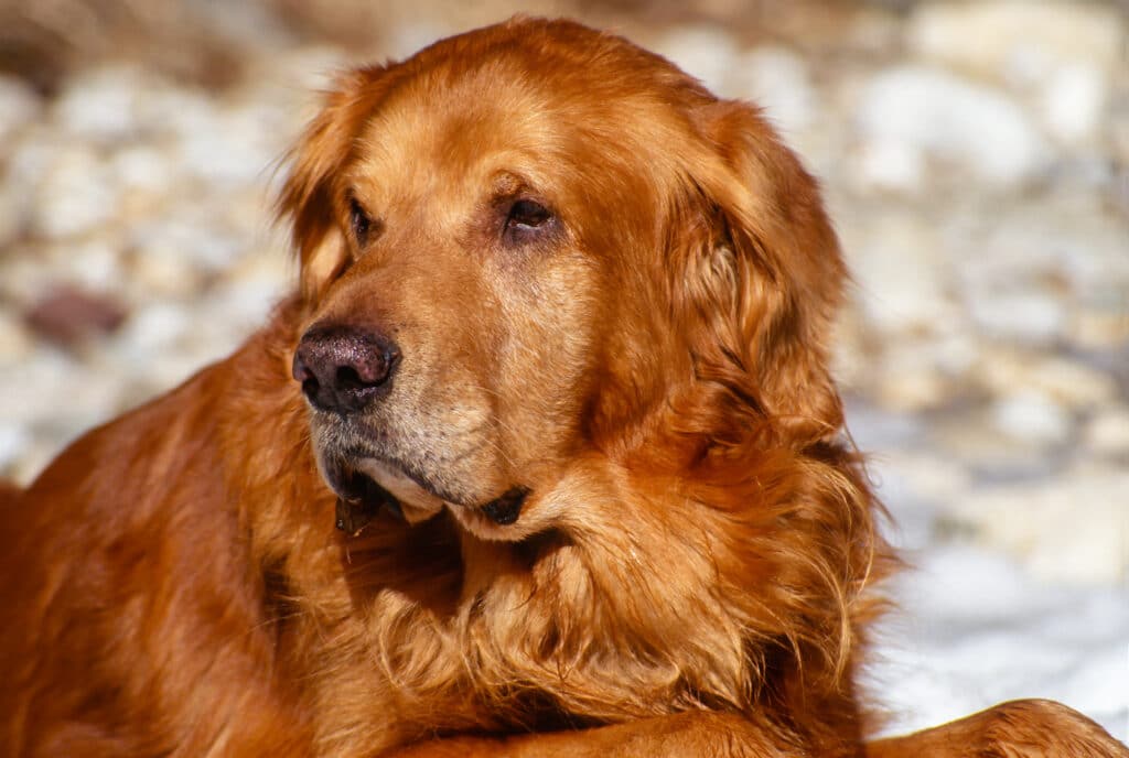 older golden retriever is prone to hip and joint pain