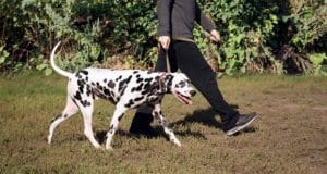 A Dalmatian and her owner go for a walk