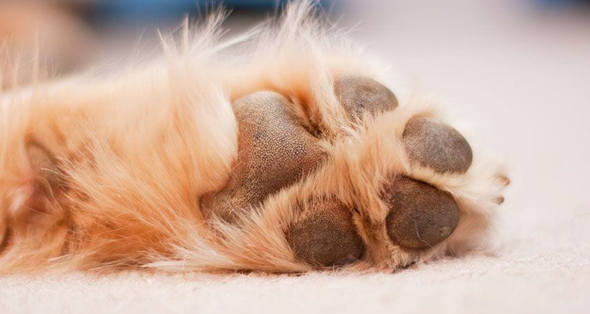 paw pad injuries in dogs - cesar’s way