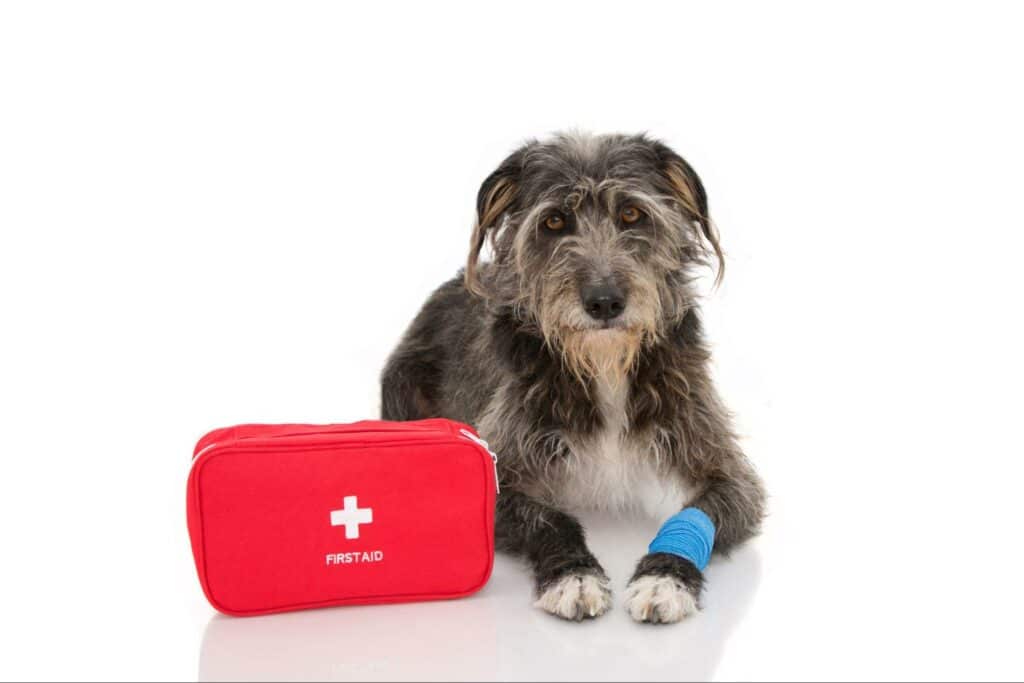 An injured dog sits next to his first aid kit his owner put together for emergencies. Read here to see recommendations on items that should be included in all pet first aid kids.