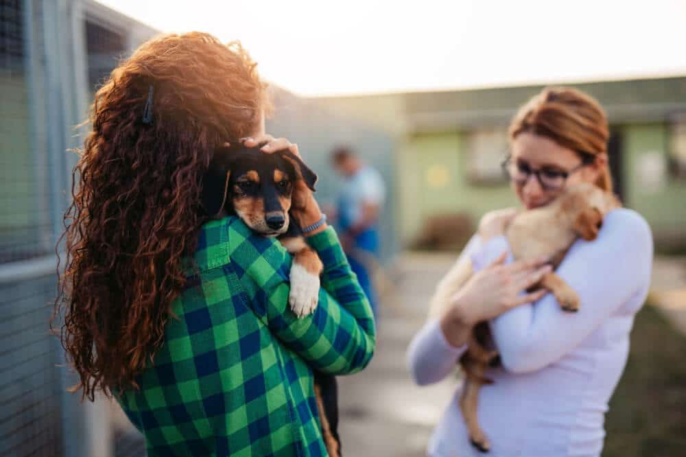 Volunteers at a rescue shelter take time to play with the puppies to ensure they get enough exercise and attention. Read how to choose the right puppy for your lifestyle.