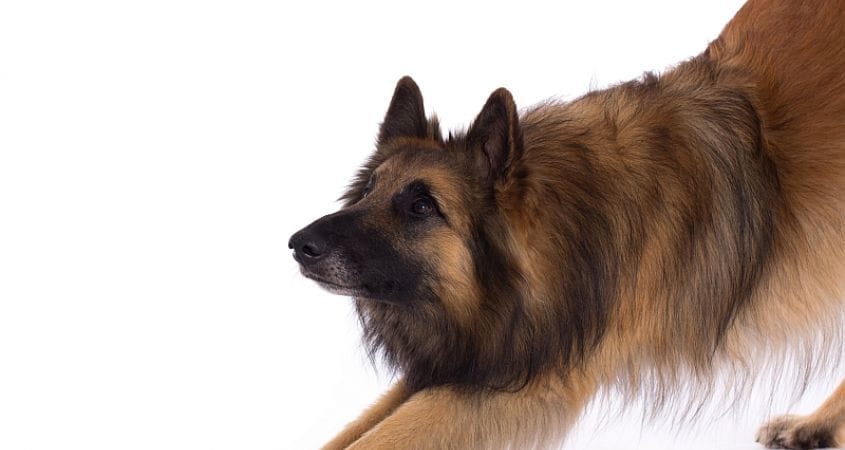 Read your dog's body language to understand their personality.