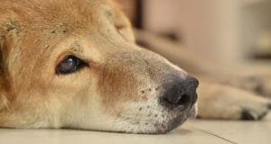 A dog is experiencing PTSD symptoms after a traumatic event.