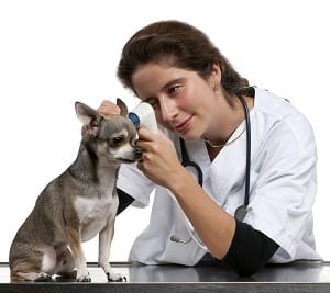 a vet checks the ears of a dog