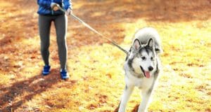 A dog pulls on the leash during a walk with his owner.