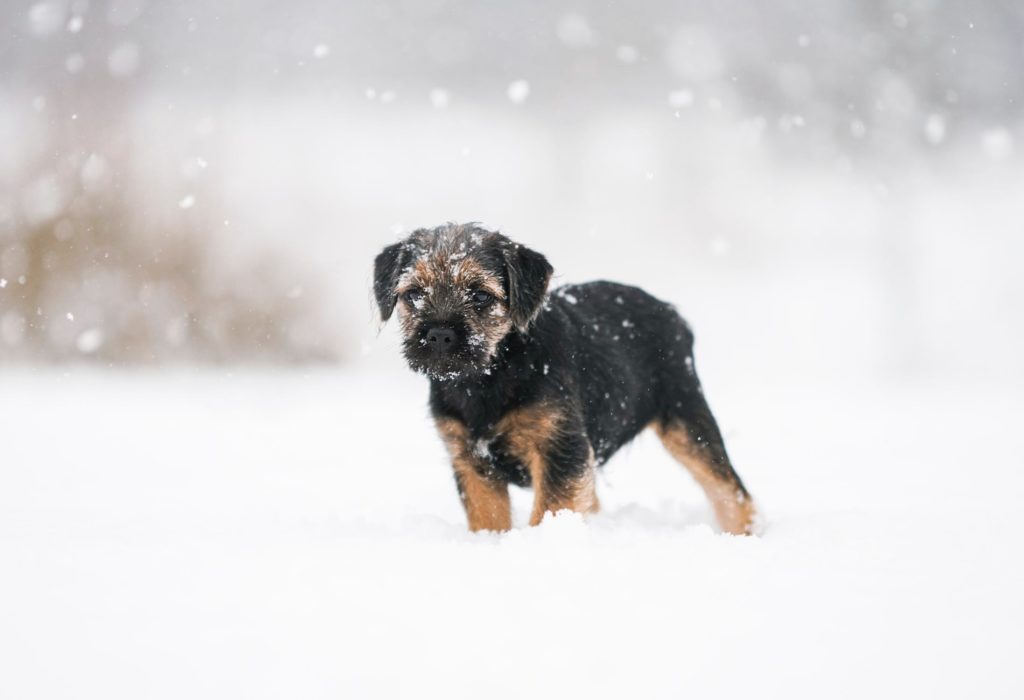 a puppy plays in the snow without the right protection
