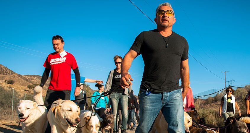 Cesar Millan with a pack of dogs