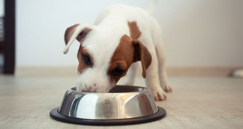 a dog eats dinner from his bowl