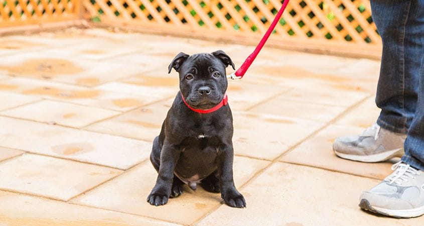 black dog with red collar and leash