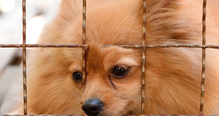 dog in cage