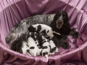 dog with puppies in basket
