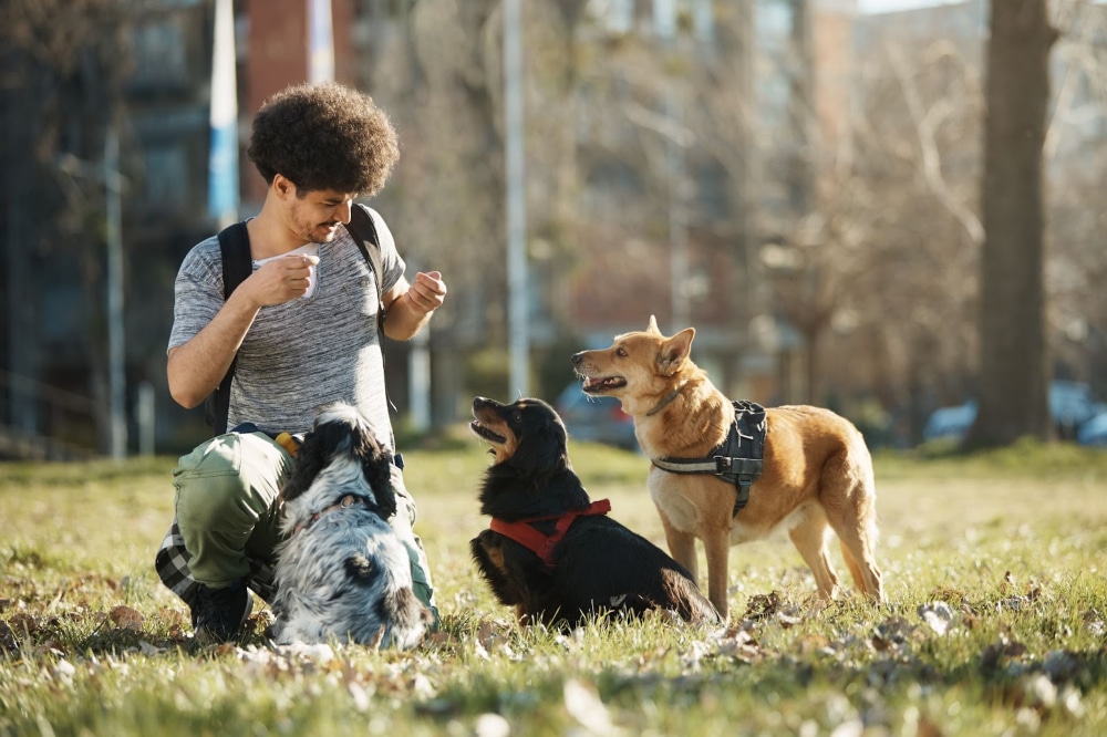 A dog walker takes a break to work on obedience training with his three clients. He carried a dog walking bag that holds necessary equipment and emergency information.