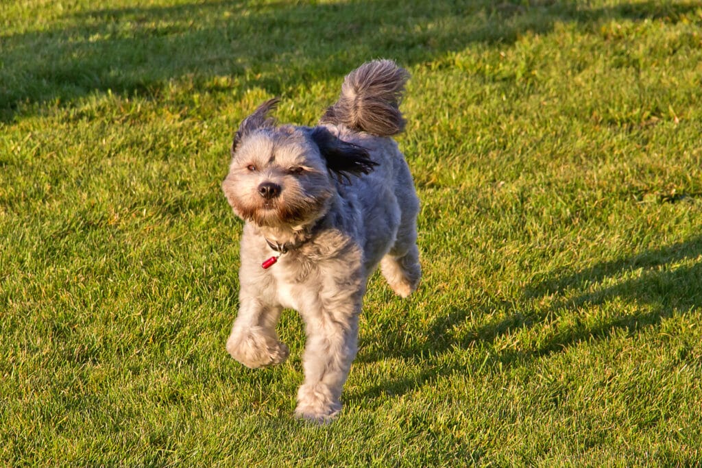 A Lhaso Apso runs and plays on a beautiful spring day