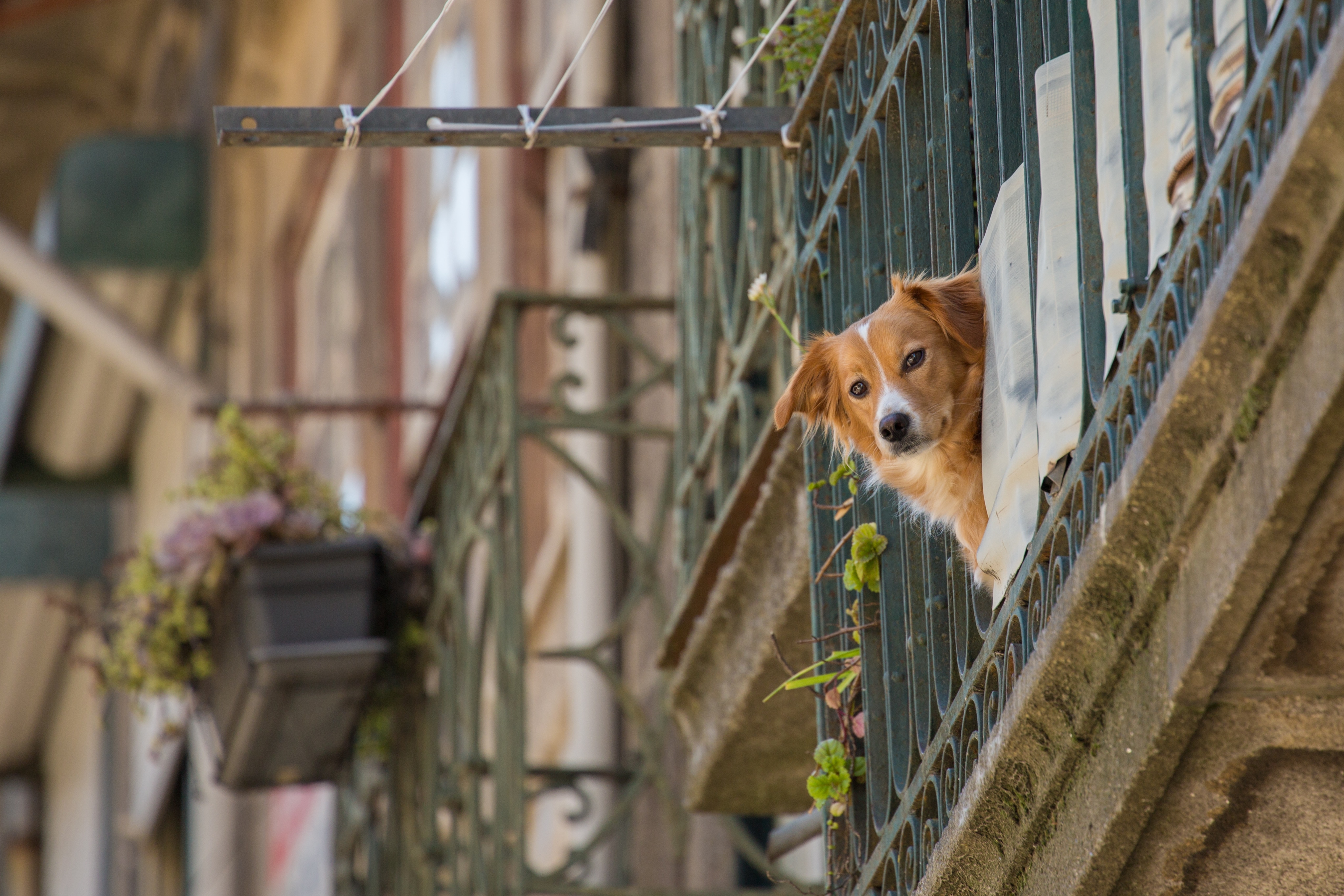 A dog pokes his head out of an apartment balcony.