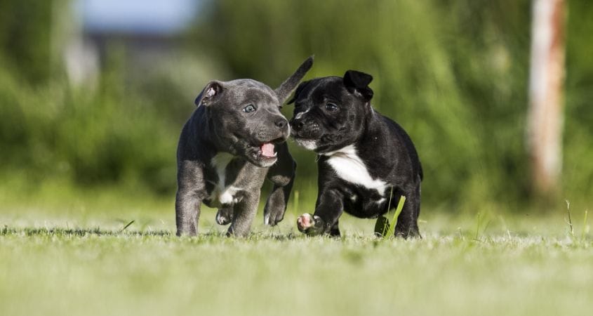Two adopted puppies play together outside
