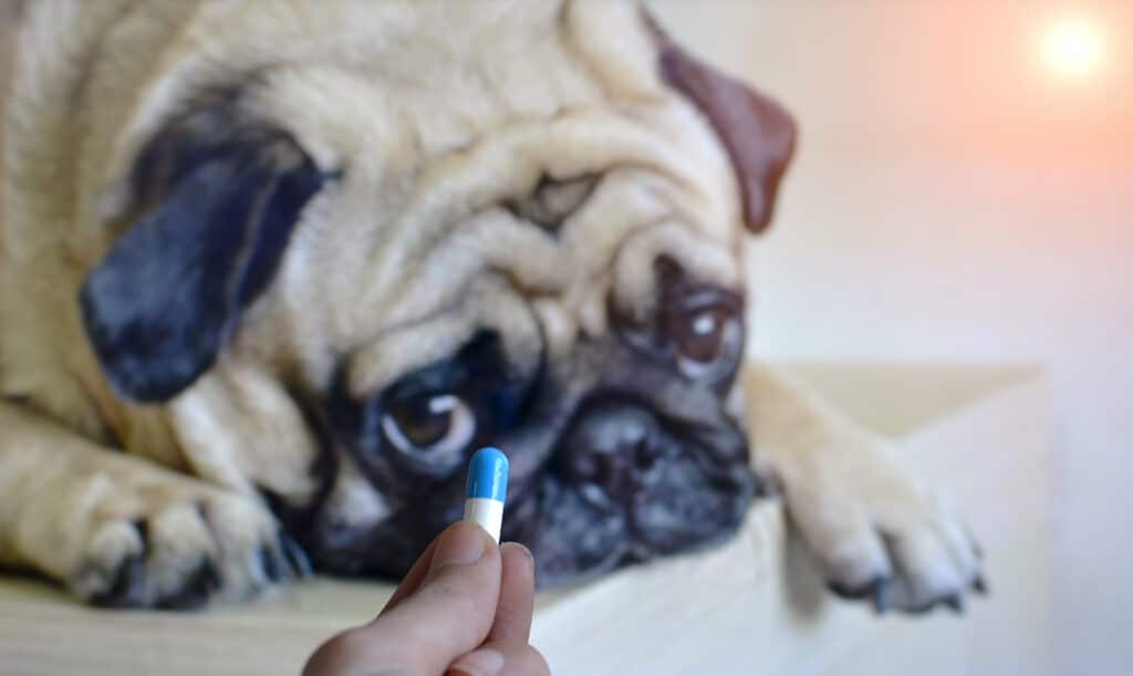 A dog does not want to take his medicine.