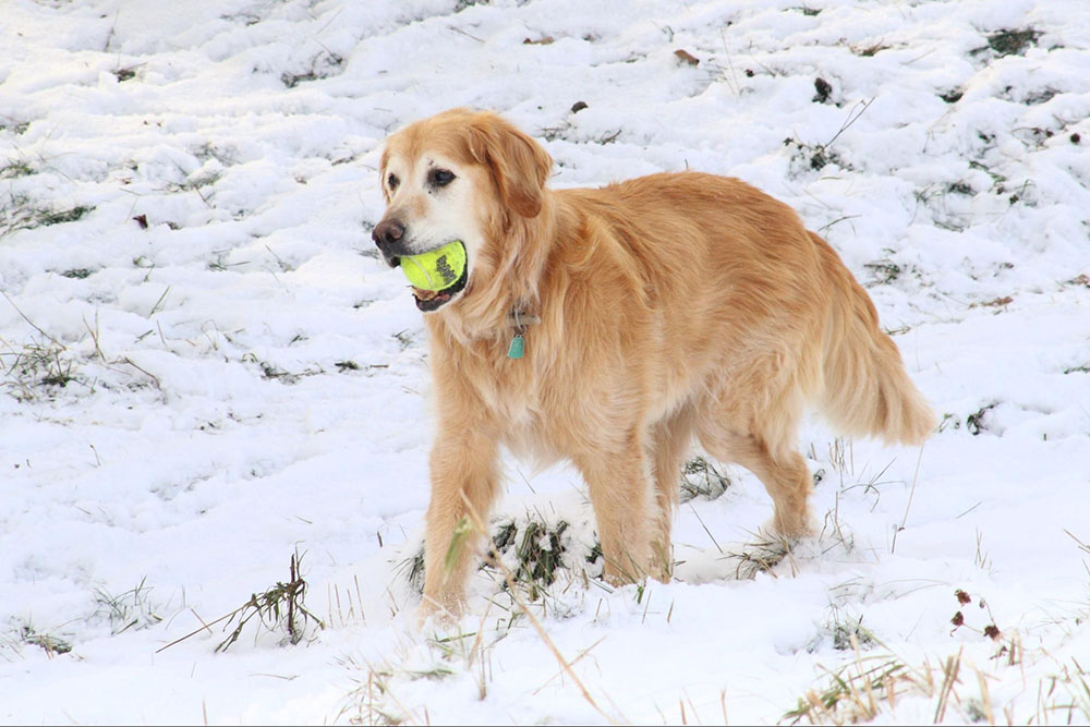Exercise is one of the most important ways you can keep your dog’s heart healthy. A cute dog plays fetch outside, even during the cold months. 