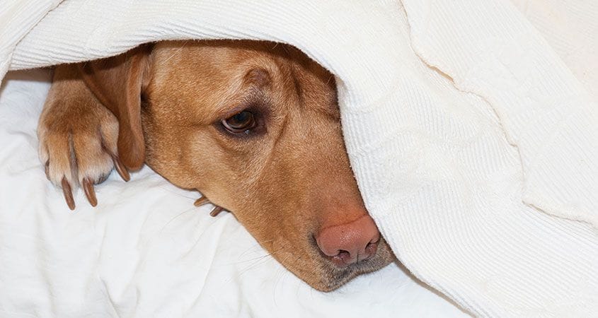 A dog hides under a blanket because he is in pain.