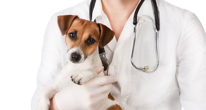 A vet examines a cute dog