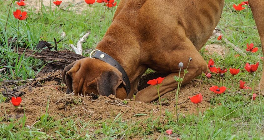A dog digs a hole in his owners garden.
