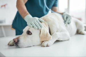 A dog gets a lump checked by the veterinarian. His owner noticed a strange mass and decided to have it looked at for evaluation. Early detection is essential
