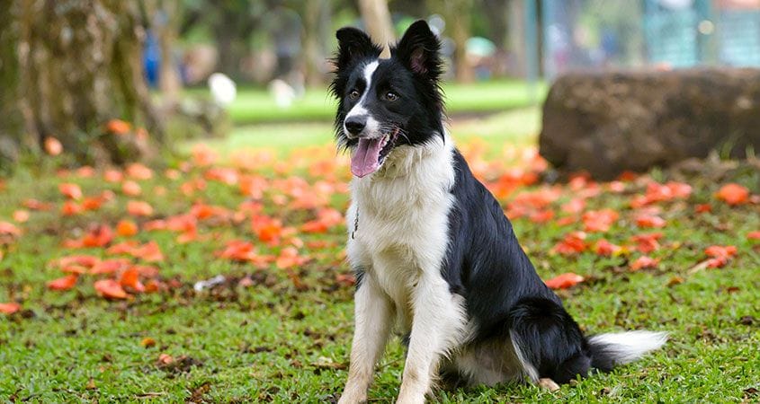 A Border Collie plays outside on a fall day