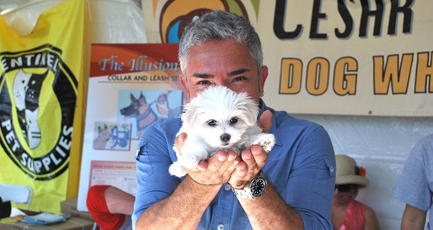 Cesar with small white dog