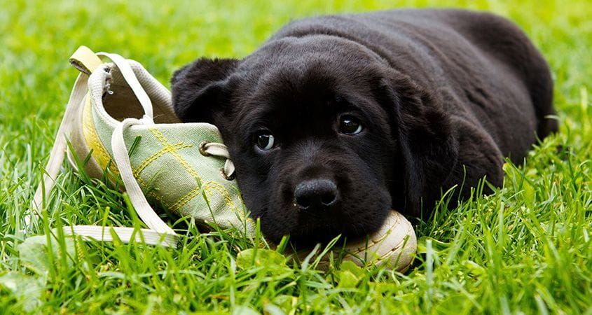 A puppy chews on his owners shoe.