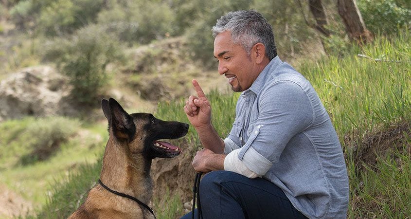 Cesar Millan trains a dog to be a pack leader