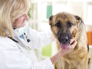 dog-stays-calm-and-relaxed-while-with-the-vet