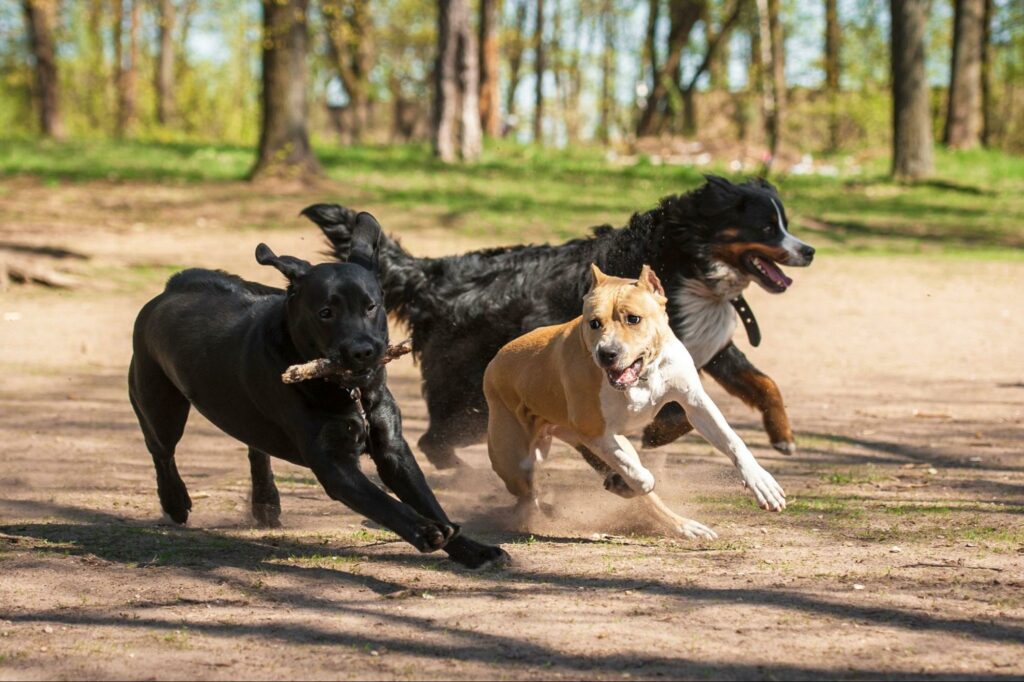 Three dogs enjoy a beautiful day at the park by running around and fetching sticks. Your pup's safety needs to be at the forefront of your mind each visit.
