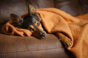 A dog rests on the couch after having surgery. This article will help you understand the benefits of getting your furry friend neutered and common questions answered.